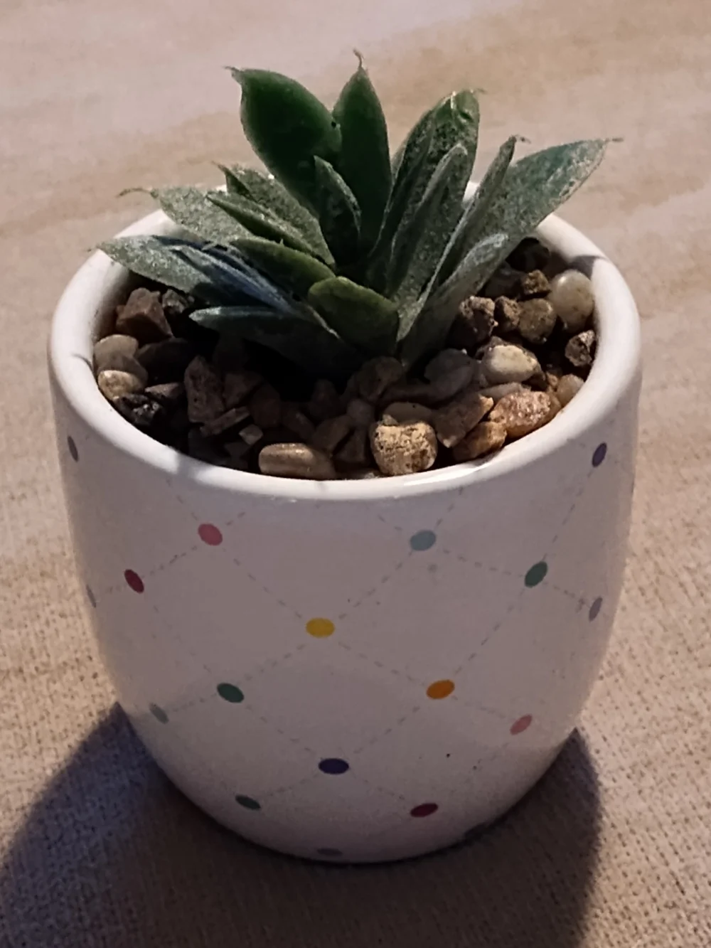 Small Green Succulent in Polka Dot Ceramic Pot